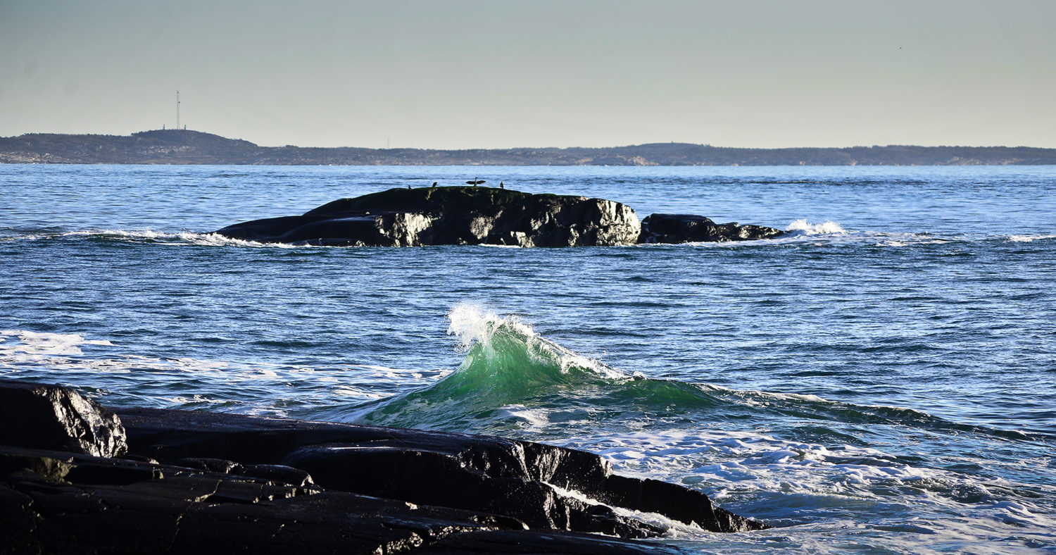 Skjærgård, med svaberg og sjøfugler